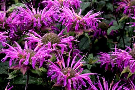 Lemon Mint Bergamot Monarda Bergamo Purple Beebalm Horsemint