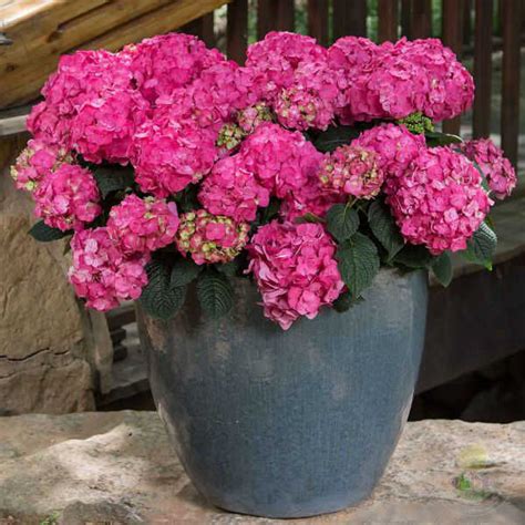 Гортензия крупнолистная Эндлесс Саммер Саммер Лав (Hydrangea ...