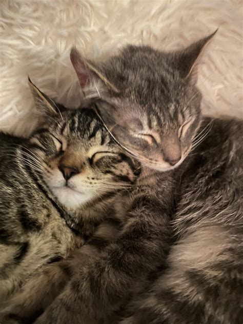 cats in sleeping bags 1