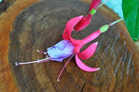 LILIANE - A Beautiful Pink and Purple Flower