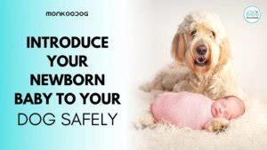 how to introduce a newborn to dogs