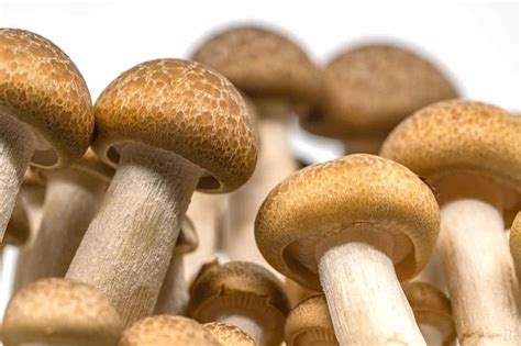 Beech Mushrooms Vs Enoki Mushrooms A Z Animals