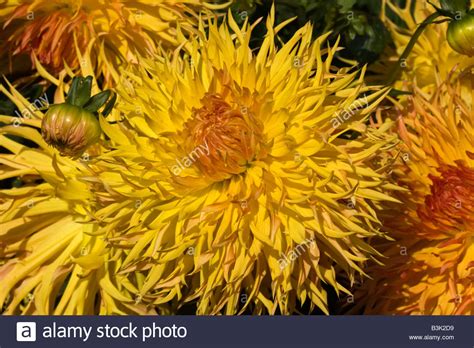 Tioga Stock Photos & Tioga Stock Images - Alamy