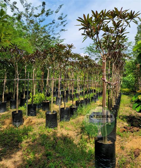 Cerbera Odollam Rubra Red Pong Pong Tree Chop Ching Hin Pte Ltd
