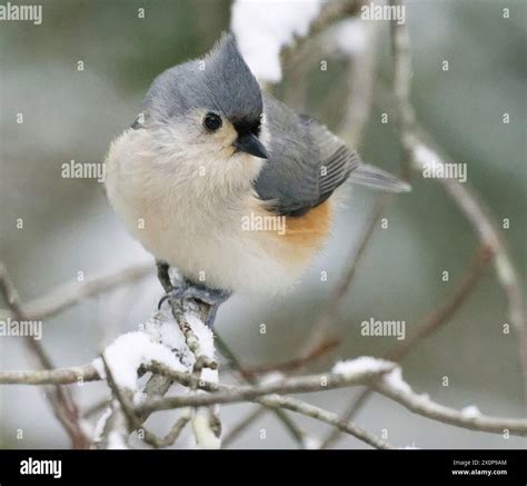 Birds Of Pennsylvania Stock Photo Alamy