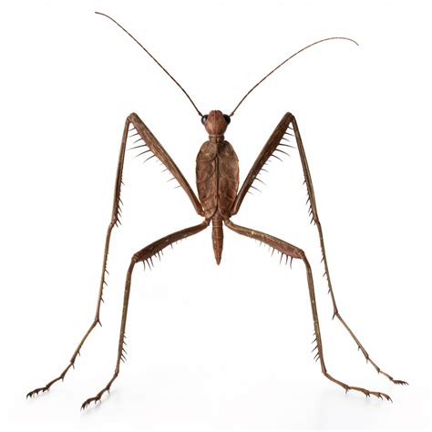 Premium AI Image | a close up of a large insect with long legs and a
