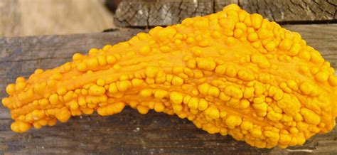Bumpy Squash Stock 6 By Devoral On Deviantart
