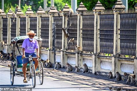Thai Police Admit They Are Powerless To Control Marauding Sex Crazed Monkeys Daily Mail Online