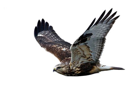 Hawk Png Image Purepng Free Transparent Cc Png Image Library