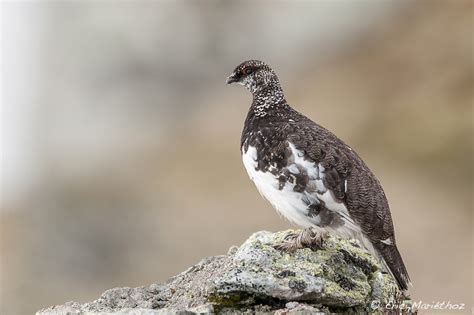 Lagop De Alpin Faune Alpine Ch Eric Mari Thoz