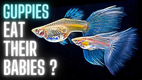 Guppy Fish Care Why Do Guppies Eat Their Babies Youtube