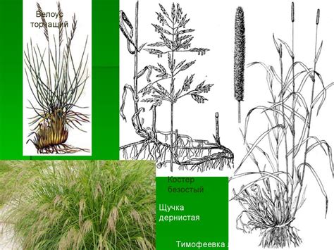 Кормовые растения для производства зеленых и силосованных кормов. Урок ...