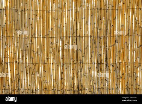 Texture Of Bamboo Fence Made Of Bamboo Strips Connected With A Rusty