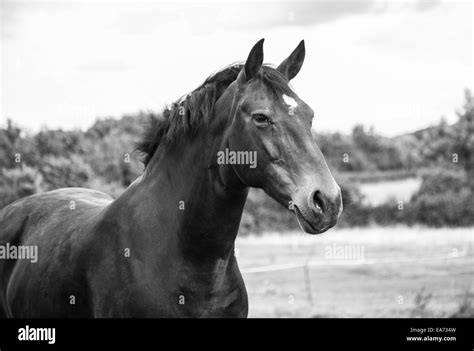 Horse Standing Still Black And White Stock Photos And Images Alamy