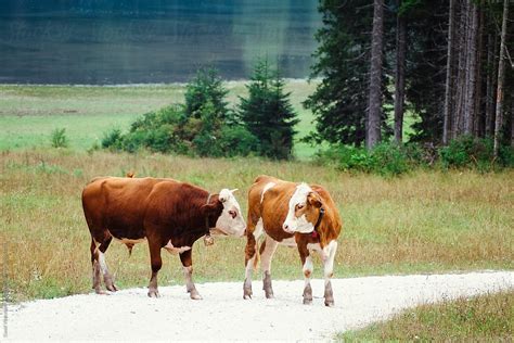 "Cattles In A Pasture" by Stocksy Contributor "Vero." - Stocksy