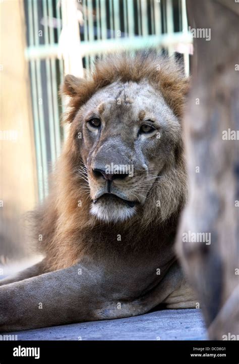 King - lion Stock Photo - Alamy