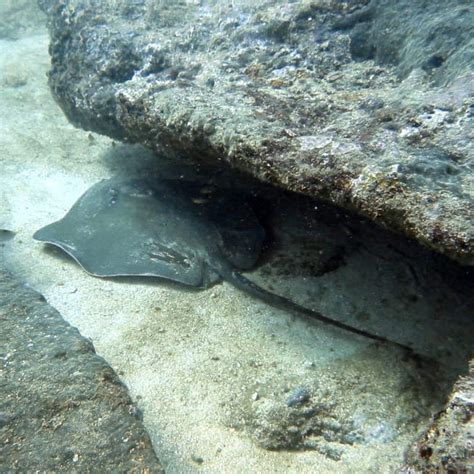 Scuba Driving Tour Sri Lanka Dune Towers Beach Resort Sri Lanka