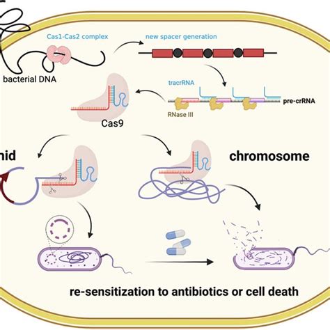 Nanoparticles For Crispr Cas9 Delivery To Combat Bacterial Infection Download Scientific