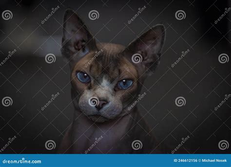 Naked Beautiful Cat Indoor In Dark Room Stock Photo Image Of Hairless Kitten