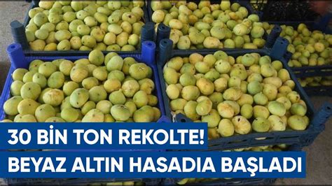 Mersin De Beyaz Alt N Hasad Ba Lad Beyaz Ncirde Bin Ton Rekolte