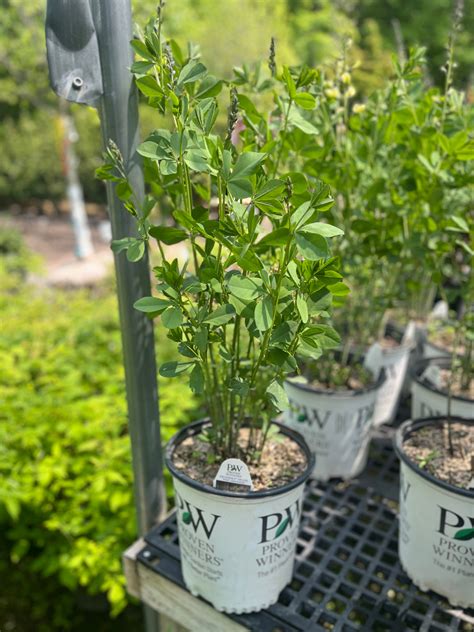 Indigo — Gardens of the World