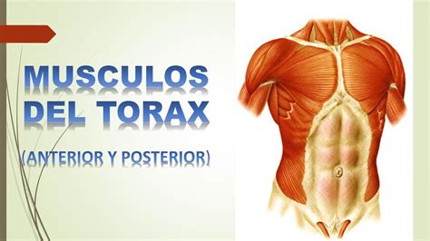 MÚSCULOS DEL TORAX | Medicina humana | Salud | uDocz