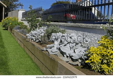 Senecio Candicans Angel Wings Plants On Stock Photo