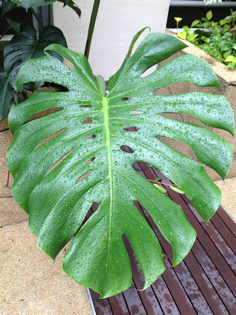 Plants !n Sg: The Delicious Monster