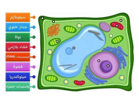 اجزاء الخلية Labelled Diagram