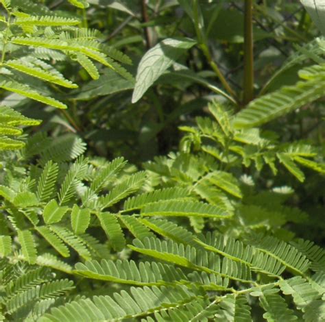 Mimosa tenuiflora (44 фото) » НА ДАЧЕ ФОТО