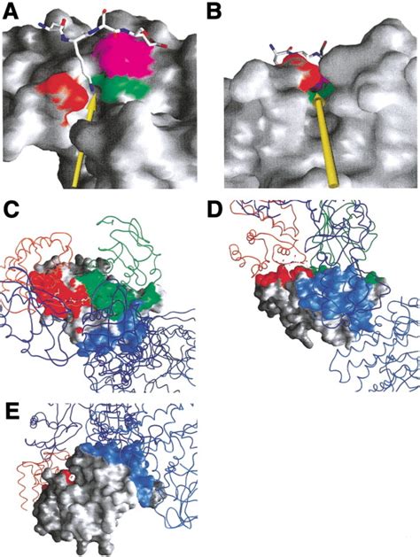 Structural Basis For E2 Mediated Sumo Conjugation Revealed By A Complex