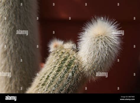 Silver Torch Cactus Cleistocactus Strausii Close Up Wooly Torch Stock
