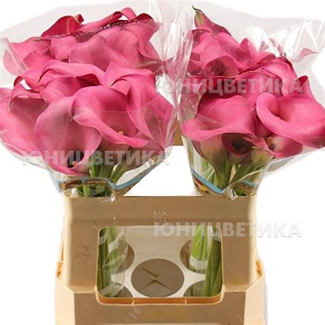 Срезанные цветы: Калла Зазу