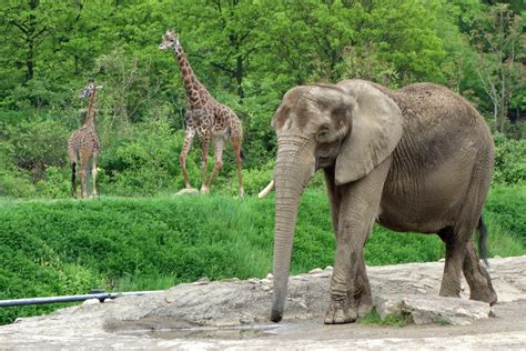 Pittsburgh Zoo: President never forgot love for animals - zoosmedia