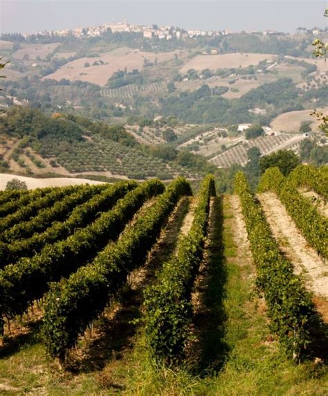 Sagra Delluva Di Cupramontana Focus Sulla Mappatura Dei Vigneti Il