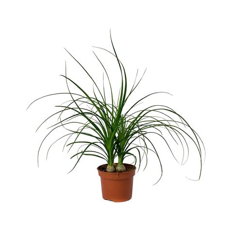Μπουκαρνέα - Beaucarnea nolina recurvata 2-3 φυτά - airplants.gr