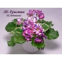 Глоксинии Яны Федоровой. Интернет-магазин