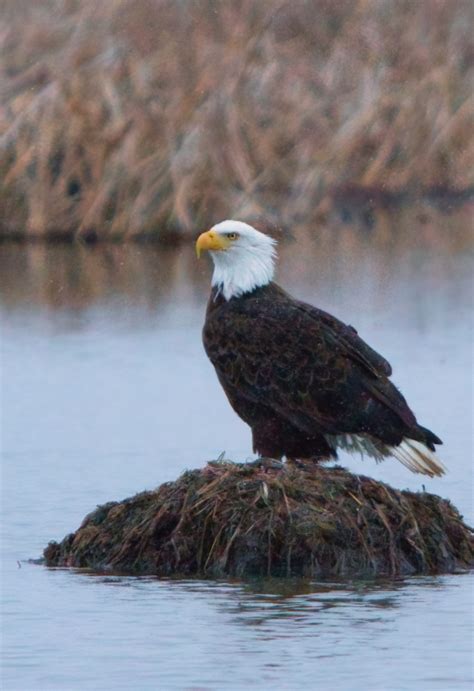 Cedar Point National Wildlife Refuge | U.S. Fish & Wildlife Service