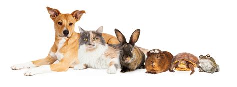 Makati Animal Health Clinic Home