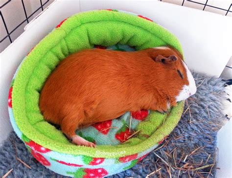 how do you guinea pig sleeping too much step by step