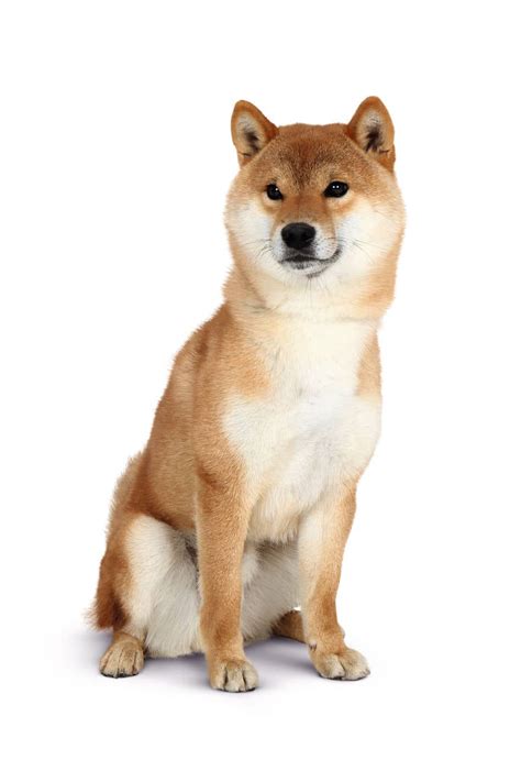 Le Chien De Race Shiba Inu