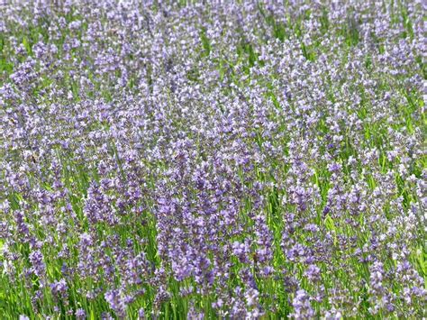 True Lavender Cultivation Free Image Download