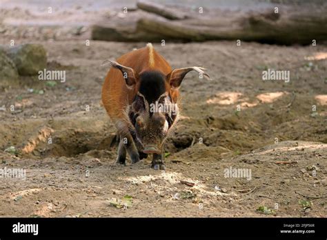 Brush Eared Pig Potamochoerus Porcus Pictus Adult Foraging Captive