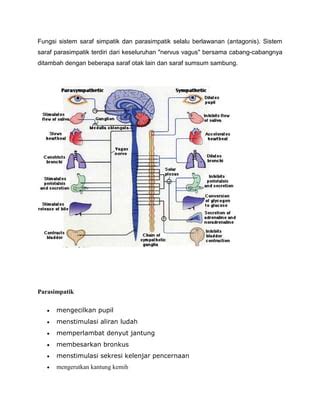 anatomi fisiologi sistem saraf docx