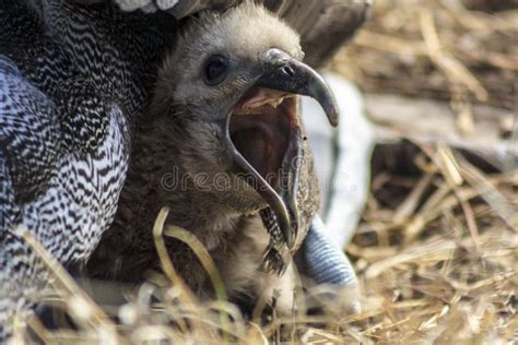 Baby Albatross Stock Photo Image Of Fluffy Nature Ecuador 13672760