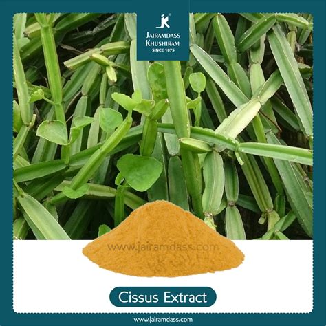 Manufacturer of Cissus Quadrangularis Extract | Hadjod Extract