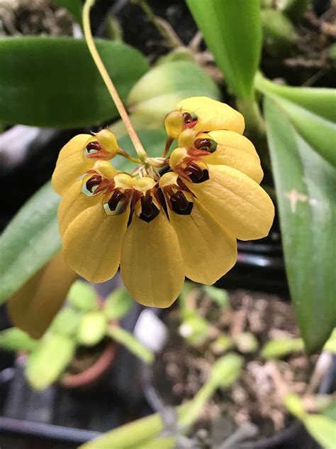 Bulbophyllum Sunshine Queen Houston Orchid Society Conservation