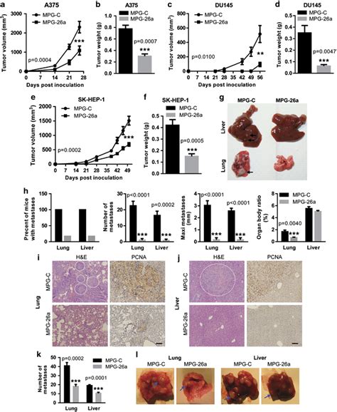 R 26a Overexpression Inhibits The Tumorigenesis And Metastasis Of