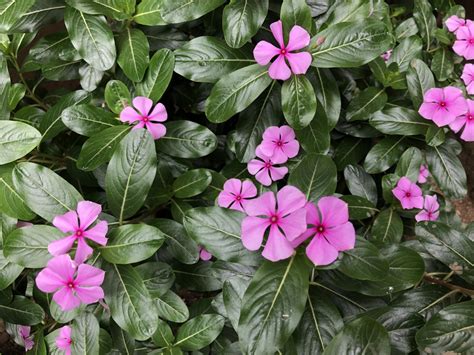 Катарантус ампельный Атлант (73 фото) - фото - картинки и рисунки ...