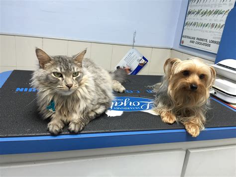 palm springs animal hospital